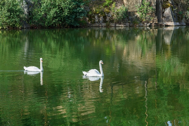 beautiful lake with a canyon on which swans swim with a blue sky close up