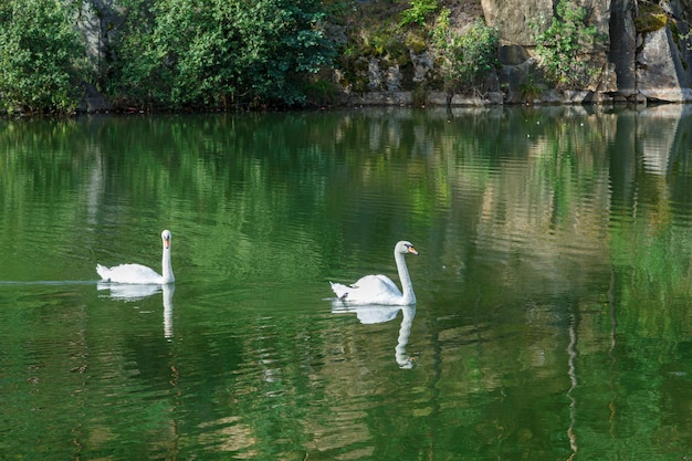 beautiful lake with a canyon on which swans swim with a blue sky close up