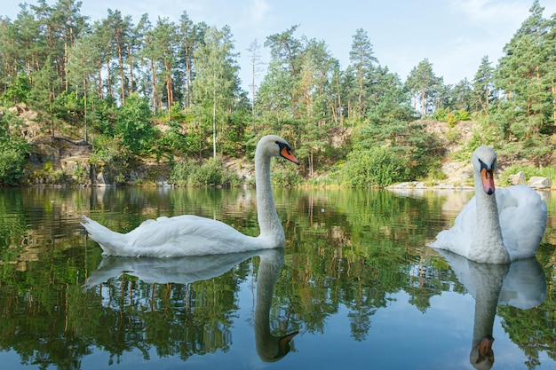 beautiful lake with a canyon on which swans swim with a blue sky close up