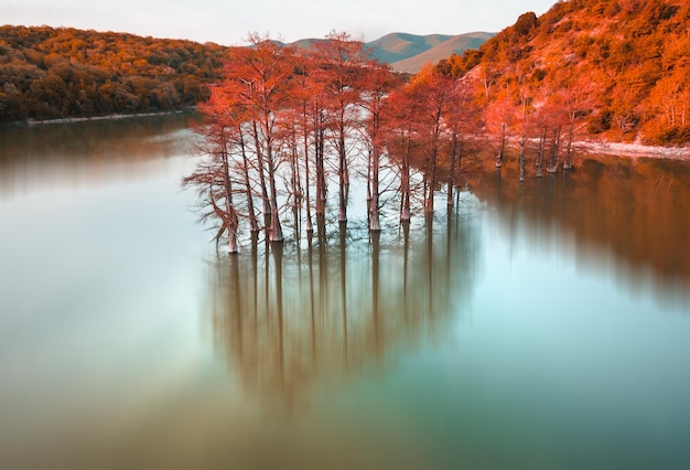 Beautiful lake with trees growing in the water Swamp cypresses on Sukko lake in Anapa Russia