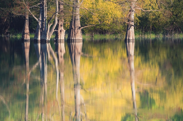 Beautiful lake with trees growing in the water Swamp cypresses on Sukko lake Russia