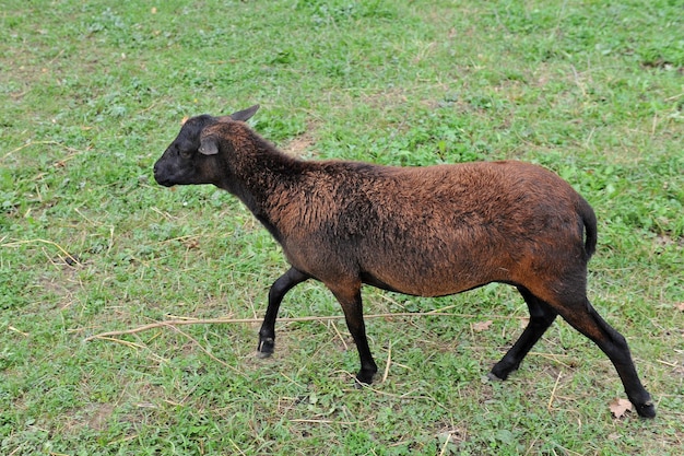 写真 草原で茶色の毛皮を被った美しい子羊