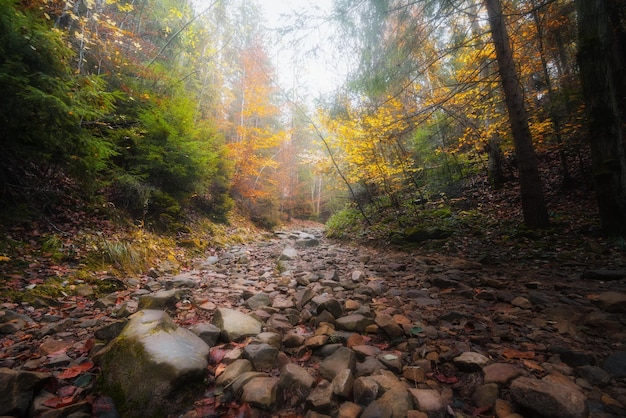 Beautiful landscape of the autumn forest in the mountains Stony path in foggy forest