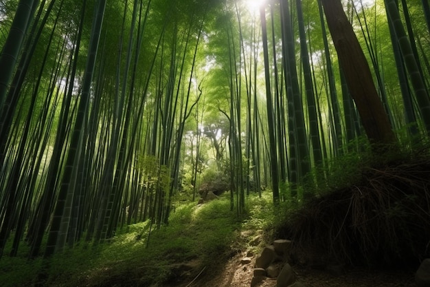 Beautiful landscape of bamboo grove in the forest at arashiyama kyoto