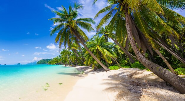 Beautiful landscape of a beach with crystal clear water