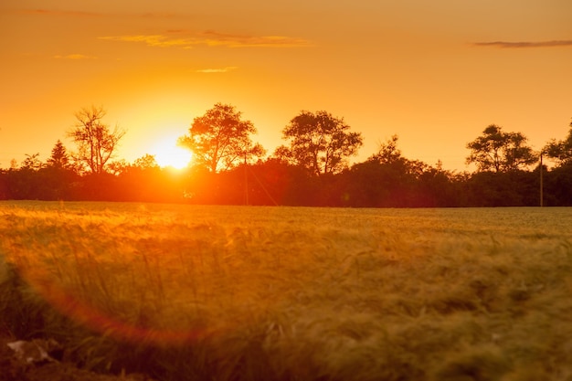 光と夕日の木々の穀物畑のシルエットの美しい風景