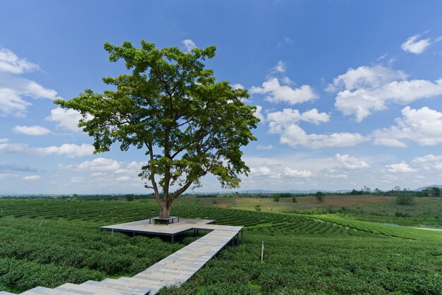 A beautiful landscape at chui fong green tea plantation, thailand.