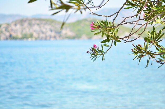 Beautiful landscape. Close up of tree at seaside.