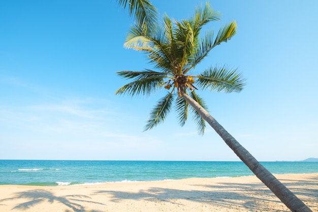 Красивый пейзаж кокосовой пальмы на тропическом пляже летом