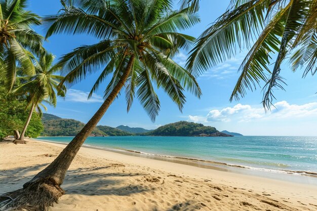 Beautiful landscape of coconut palm tree on tropical beach