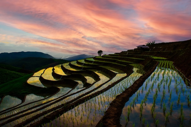 Beautiful landscape in the evening at Pa Bong Piang Rice Terraces homestay north chiangmai Thailand