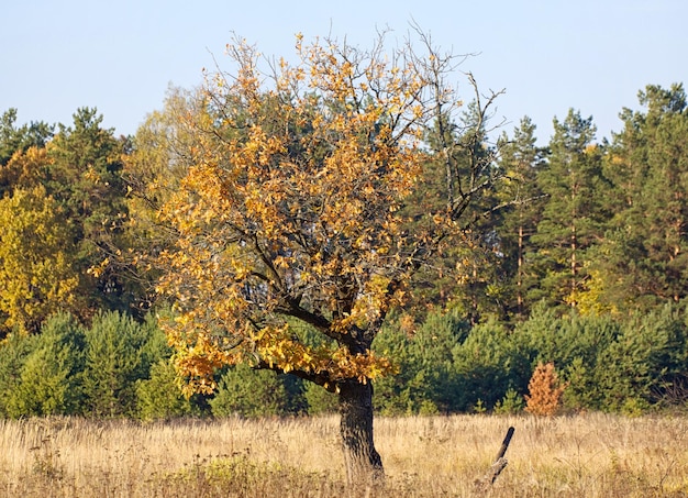 Beautiful landscape field and edge of forest