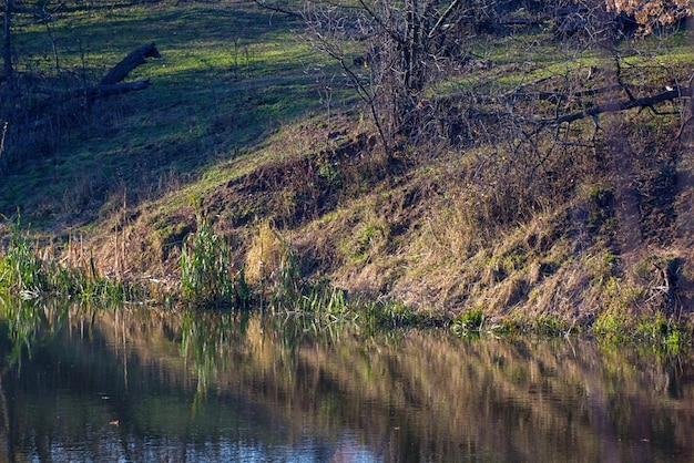 Beautiful landscape Field and edge of forest