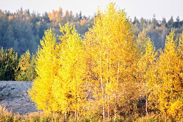 Beautiful landscape field and edge of forest