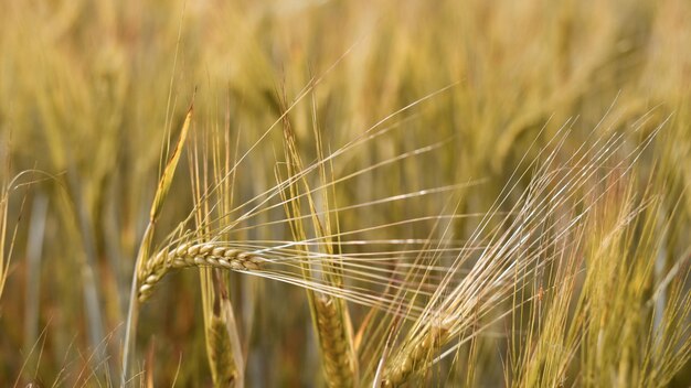 夏の日の田園風景の美しい風景フィールドは、小麦の穂畑のクローズアップ