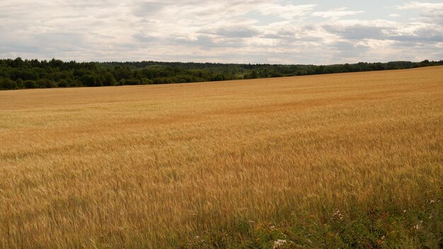 Beautiful landscape field on a summer day Rural scene of wheat ears field of wheat