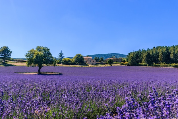 Beautiful landscape of a flourishing lavender field with a house in Provence.