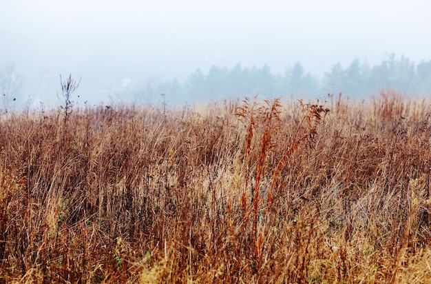 Beautiful landscape of foggy field in Autumn