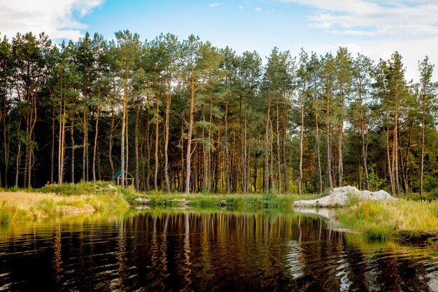 Beautiful landscape of the forest near lake