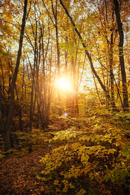 Beautiful landscape of the forest