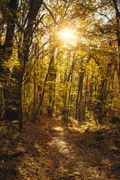 Bellissimo paesaggio della foresta