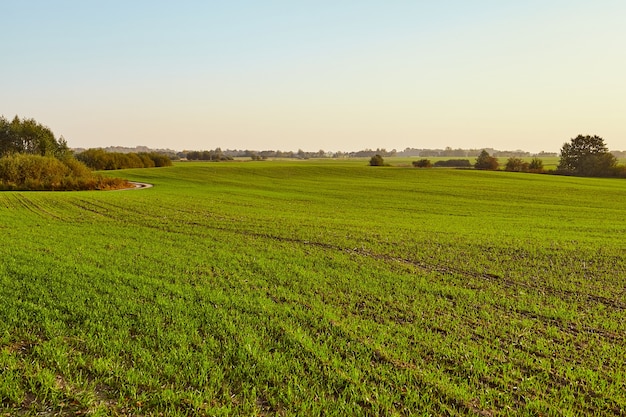 Beautiful landscape of a green field.