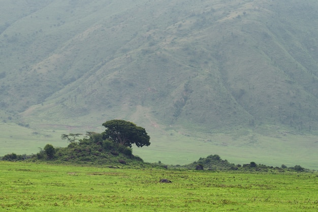 Foto bellissimo paesaggio di campo verde