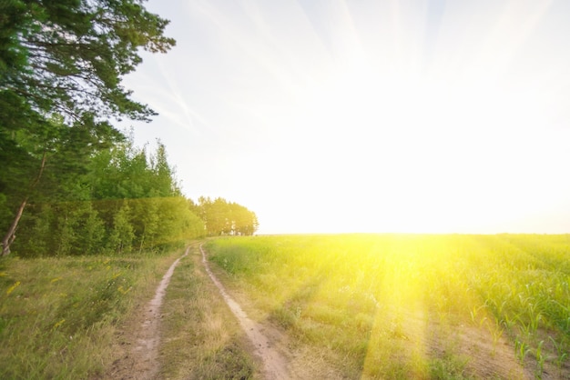 Beautiful landscape Green Forest and country road in field sunlight