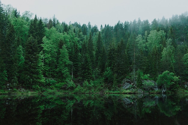 照片上美丽的绿色森林景观