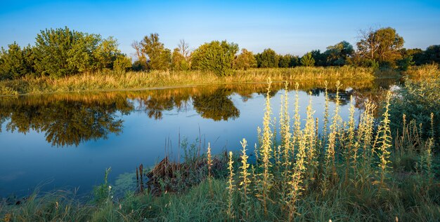 Beautiful landscape of green meadows and summer forest