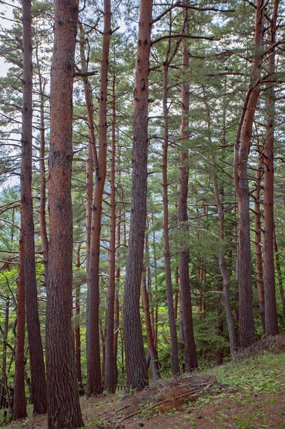 Beautiful landscape of high trees