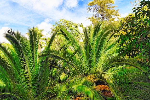 Beautiful landscape of humid tropical jungle