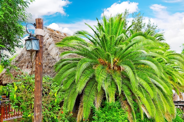 Beautiful landscape of humid tropical jungle.