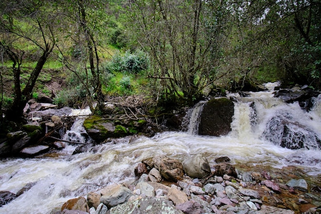 Beautiful landscape of interAndean forest where a stream of water runs that forms waterfalls and a small river