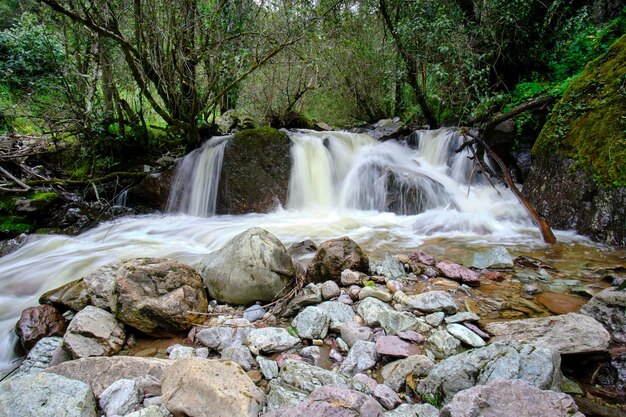 Beautiful landscape of interAndean forest where a stream of water runs that forms waterfalls and a small river