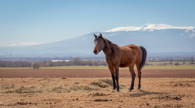 Beautiful landscape lonely brown horse grazing in the hay field mountains in snow