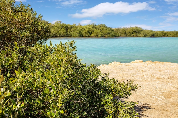 beautiful landscape of mangroves in National park Ras Mohammed in Egypt