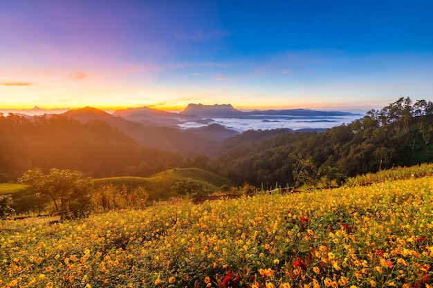 Bellissimo paesaggio al mattino a doi luang chiang dao chiang mai thailandia