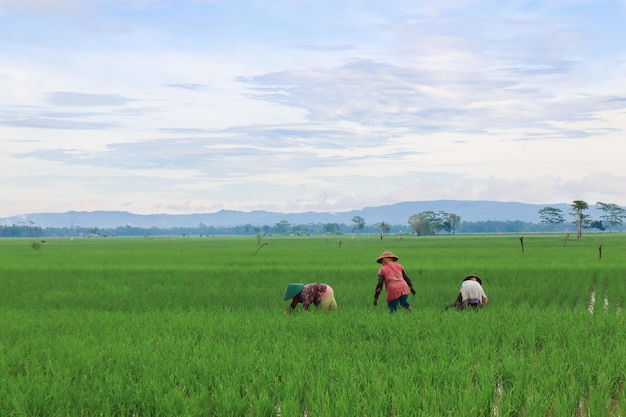 A Beautiful Landscape in The Morning with Sky, Mountains, Hills, Rice Fields, and Diligent Farmers