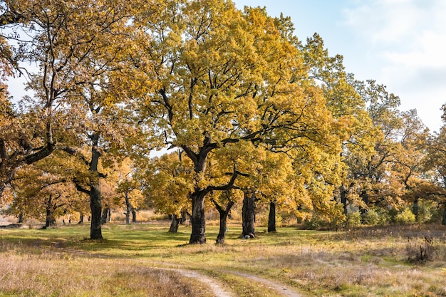 Foto bellissimo paesaggio nel boschetto di querce con rami goffi vicino al fiume in autunno dorato