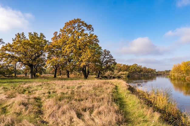 Beautiful landscape in oak grove with clumsy branches near river in gold autumn