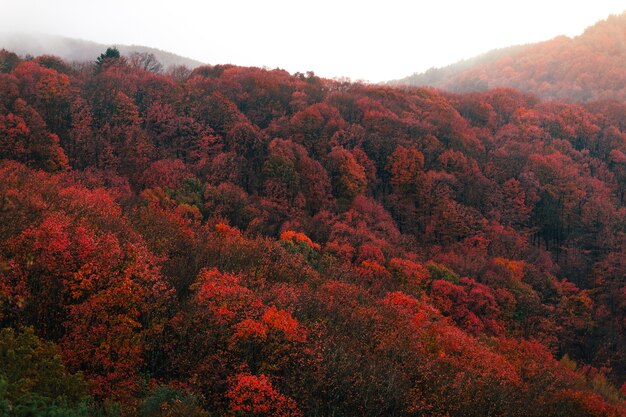 사진 aiako harriak 자연 공원에서 단풍과 바스크어 숲의 아름다운 풍경