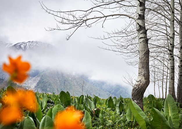 写真 山の美しい風景