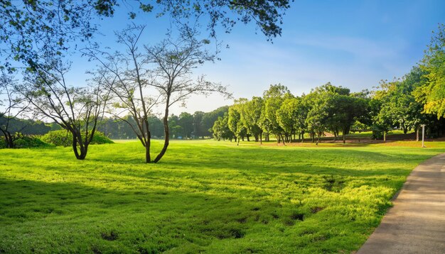 Photo beautiful landscape in the park with trees and green grass fields in the morning