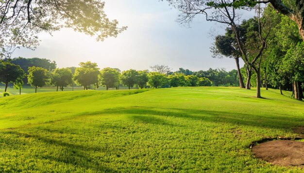 Beautiful landscape in the park with trees and green grass fields in the morning