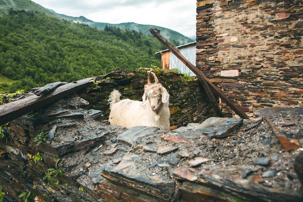 A beautiful landscape photography with old village Usghuli in Caucasus Mountains in Georgia