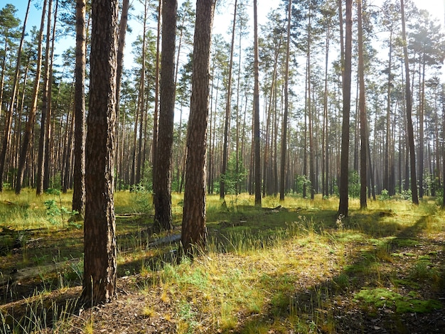 Красивый пейзаж соснового леса в летний день.