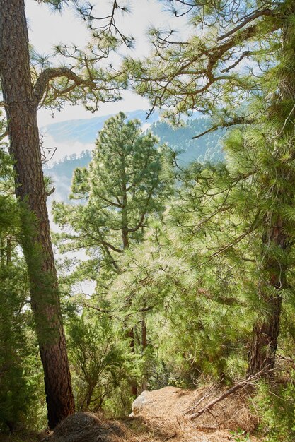 라 팔마 카나리아 제도 스페인(La Palma Canary Islands Spain) 산에 있는 소나무 숲의 아름다운 풍경 여름날 활기찬 녹색 나무가 있는 놀라운 야외 또는 자연 평화롭고 아름다운 땅