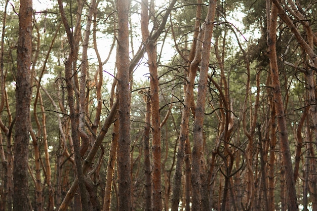 beautiful landscape of pine-tree forest