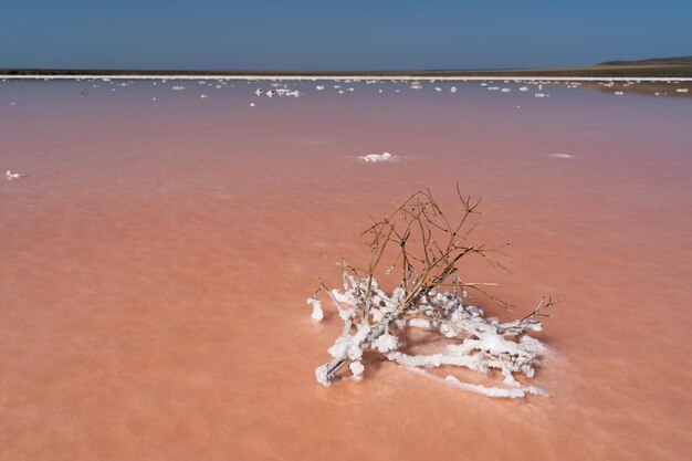 Beautiful landscape of a pink salt lake